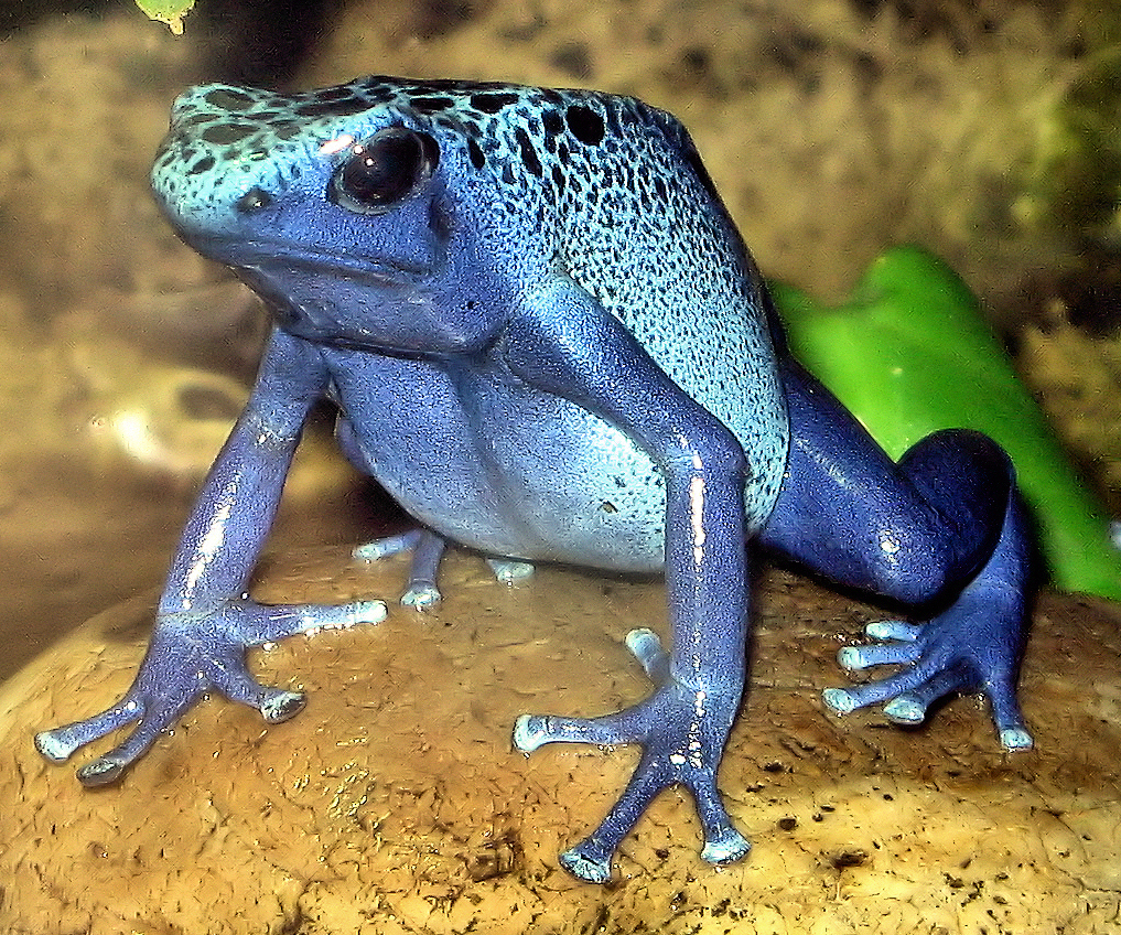 красивое фото голубой лягушки